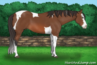 Horse Color:Bay Sabino Splash Tobiano 