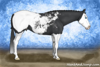Horse Color:Black Splash Appaloosa 