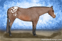 Horse Color:Bay Appaloosa 