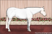Horse Color:Gold Champagne Snowcap 