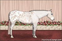 Horse Color:Amber Champagne Roan Frame Appaloosa Rabicano 