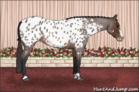 Horse Color:Brown Roan Frame Appaloosa 