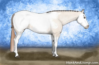 Horse Color:Red Dun Splash Appaloosa 
