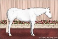 Horse Color:Classic Cream Champagne Splash Appaloosa 