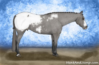 Horse Color:Grullo Frame Appaloosa