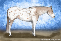 Horse Color:Bay Dun Sabino Blanket 