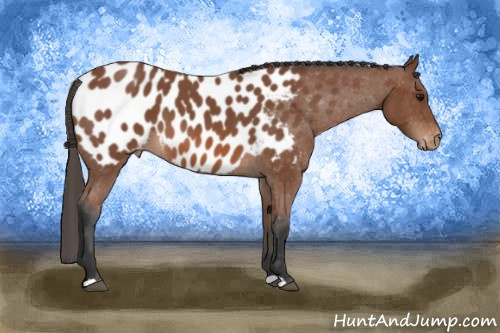 Horse Color: Bay Roan Blanket 