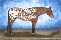 Horse Color:Bay Roan Appaloosa 