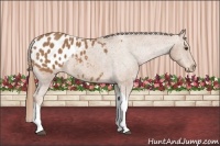 Horse Color:Chestnut Tobiano Appaloosa 