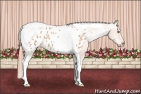 Horse Color:Gold Champagne Tobiano Blanket 