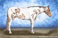 Horse Color:Chestnut Tobiano Near Leopard 