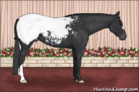 Horse Color:Brown Appaloosa 