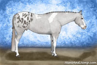 Horse Color:Grullo Splash Tobiano Appaloosa
