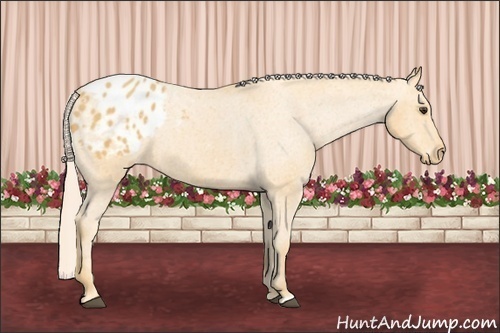 Horse Color:Palomino Appaloosa