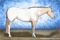 Horse Color:Amber Champagne Appaloosa 