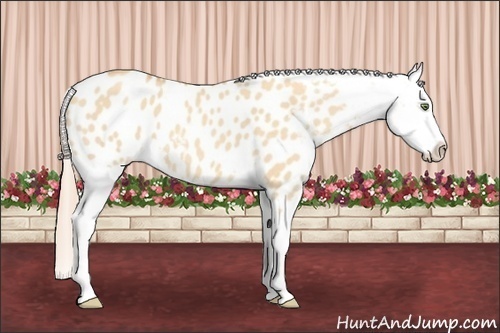 Horse Color: Gold Champagne Dun Blanket 