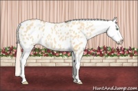 Horse Color:Gold Champagne Dun Appaloosa 