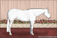 Horse Color:Cremello Near Leopard 