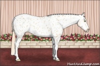 Horse Color:Gold Champagne Tobiano Appaloosa 