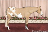 Horse Color:Palomino Frame Appaloosa 