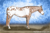 Horse Color:Red Roan Frame Appaloosa