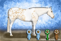 Horse Color:Buckskin Tobiano Appaloosa