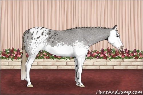 Horse Color: White Spotted Smoky Black Splash Blanket 