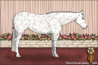 Horse Color:Bay Leopard 