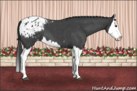 Horse Color:Blue Roan Splash Appaloosa 