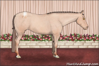 Horse Color:Sable Champagne Appaloosa 