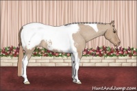 Horse Color:Red Dun Tobiano Snowcap 