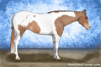 Horse Color:Chestnut Tobiano Appaloosa 