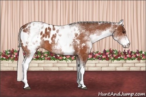 Horse Color: White Spotted Silver Bay Blanket 