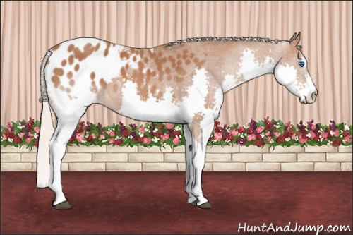 Horse Color: Silver Bay Sabino Splash Tobiano Blanket 