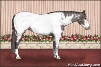 Horse Color:Brown Frame Near Fewspot Rabicano 