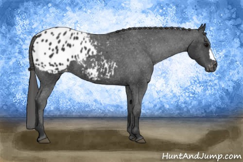 Horse Color: Black Blanket 