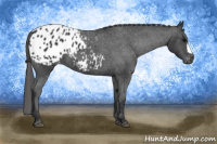Horse Color:Black Appaloosa