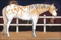 Horse Color:White Spotted Palomino Blanket 