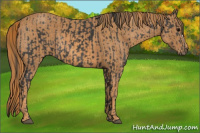 Horse Color:Brown Rabicano  Brindle
