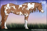 Horse Color:White Spotted Chestnut Sabino