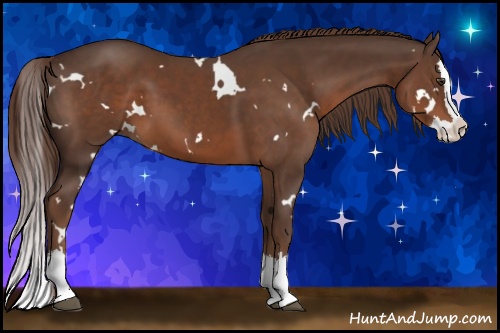 Horse Color:White Spotted Liver Chestnut Sabino Splash