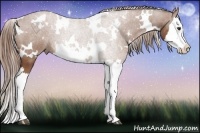Horse Color:White Spotted Chestnut Splash 