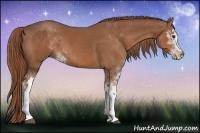 Horse Color:Chestnut Sabino 