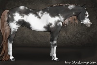 Horse Color:White Spotted Liver Chestnut Frame 