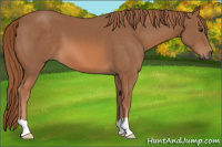Horse Color:Liver Chestnut 