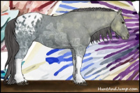 Horse Color:Black Ice Appaloosa