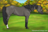 Horse Color:Grullo 