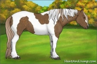 Horse Color:Chocolate Palomino Tobiano 