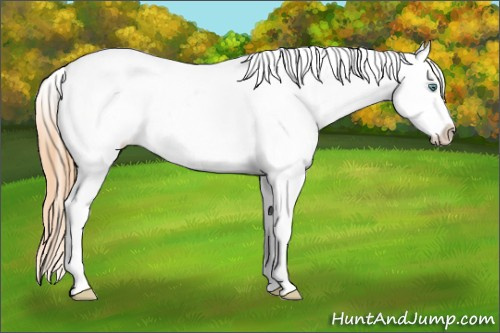 Horse Color:White Spotted Smoky Grullo Roan Pearl Appaloosa 