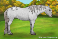 Horse Color:Buckskin Roan Blanket 